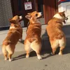 Corgi