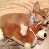 Corgi