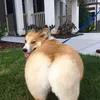 Corgi