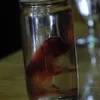 CSI The Experience