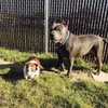 OJ, Blue Dozer