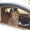 dubai, kota dubai, foto dubai, pergi ke dubai