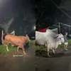 Sapi Kurban Raffi Ahmad