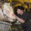 Sapi Kurban Irfan Hakim