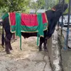 Sapi Kurban Inul Daratista