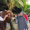 Sapi Kurban Ria Ricis 