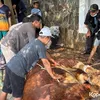 Sapi Kurban Dewi Perssik