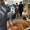 Dewi Perssik Melihat Sapi 1,3 Ton