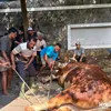 Sapi 1,3 Ton Milik Dewi Perssik