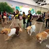 Dog Lovers