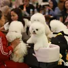 Dog Lovers