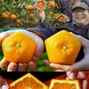 hal unik, hal unik di jepang, hal unik di dunia, hal unik di asia