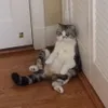 Taylor Swift The Cat Queen of Instagram