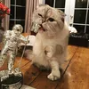 Taylor Swift The Cat Queen of Instagram