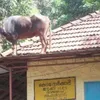 hal unik, hal unik di dunia, hal unik di india
