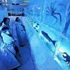 jepang, hal unik di jepang, hal aneh di jepang