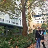 Sammy & Viviane Mesra di Australia