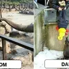 foto beda ayah vs ibu mengurus anak