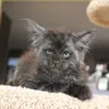 Kucing Seperti Manusia