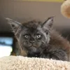 Kucing Seperti Manusia