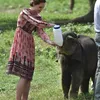 gaun kate midddleton, harga pakaian kate middleton, harga baju kate middleton