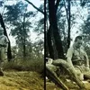 Harakiri