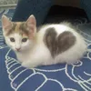 Corak Bulu Kucing Unik
