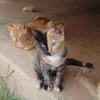 Corak Bulu Kucing Unik