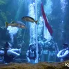 Marsha Aruan - El Rumi