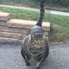Kucing Kekar, Buff Cat
