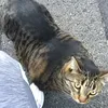 Kucing Kekar, Buff Cat
