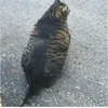 Kucing Kekar, Buff Cat