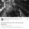 Kucing Kekar, Buff Cat