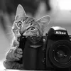 Binatang Ingin Jadi Fotografer