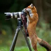 Binatang Ingin Jadi Fotografer