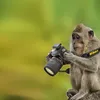 Binatang Ingin Jadi Fotografer