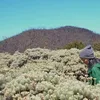 liburan selebriti, liburan atiqah hasiholan, atiqah ke gunung papandayan