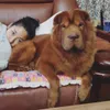 Anjing idol k-pop