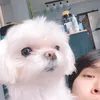 Anjing idol k-pop