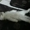 Lele kucing cerdas asal China