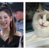 Kucing Random yang Viral Dibilang Mirip Idola K-Pop