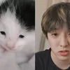 Kucing Random yang Viral Dibilang Mirip Idola K-Pop
