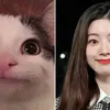 Kucing Random yang Viral Dibilang Mirip Idola K-Pop