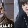 Kucing Random yang Viral Dibilang Mirip Idola K-Pop