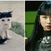 Kucing Random yang Viral Dibilang Mirip Idola K-Pop