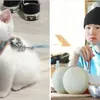 Kucing Random yang Viral Dibilang Mirip Idola K-Pop
