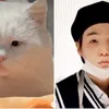 Kucing Random yang Viral Dibilang Mirip Idola K-Pop