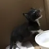 Lucifur