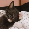 Lucifur