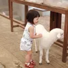 Baby Gempi